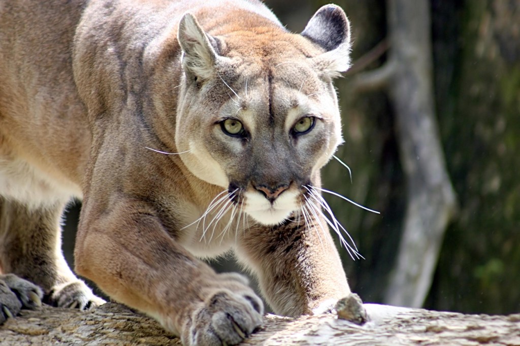 Hunter Films Mountain Lions Charging Him In Terrifying Attack Before 2 Warning Shots Scares It Off At Last Second