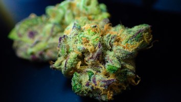 Stoners Everywhere Celebrate Latest Scientific Findings About Weed