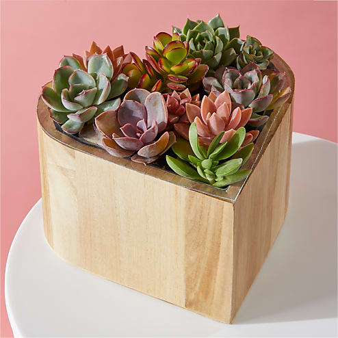 My Heart Succulent Garden