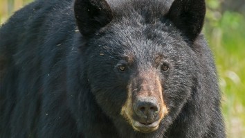 Beloved Black Bear ‘Hank The Tank’ Will Roam Free After DNA Evidence Proves He Was Framed