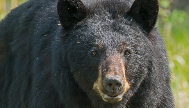 'Hank The Tank' Will Roam Free As DNA Proves Black Bear Was Framed