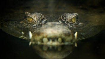 Crocodile Escapes From A Van In Florida While Being Moved By Zoo Keepers Who Scramble To Get It Out Of Traffic (Video)
