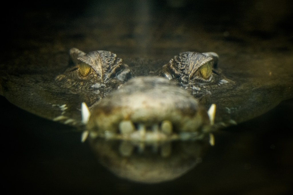Crocodile Escapes From A Van In Florida While Being Moved By Zoo Keepers Who Scramble To Get It Out Of Traffic (Video)