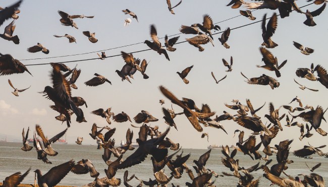 Hundreds Of Birds In Mexico Mysteriously Plummet From The Sky In Video