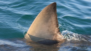 Great White Shark Explodes From The Water Right Behind A Boat And Leaves Family Stunned During Fishing Trip