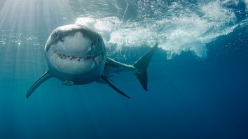 Great White Shark Releases A Massive Poop On A Diver Who Then Does The Unthinkable