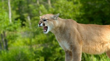 Tense Footage Shows Mountain Lion Being Removed And Relocated After Family’s Dog Found It Under The Porch