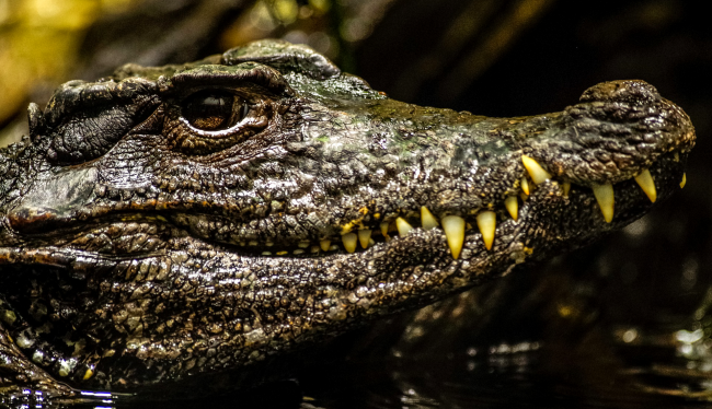 Gigantic Three-Legged Alligator Forces Golfers To Clear The Fairway
