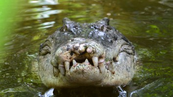 Crocodile Leaps Out Of Water And Snatches A Bat From Mid-Air In Stunning Encounter
