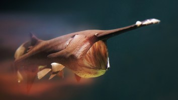 140-Pound Paddlefish Looks Like Someone Mixed A Unicorn, Potbelly Pig, And Water Demon