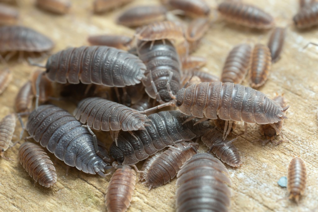 Thousands Of Roly Polies Swarm Australian Outback In Surreal Video
