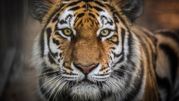 One Of 500 Remaining Wild Siberian Tigers Photographed In Ultra-Rare Sighting