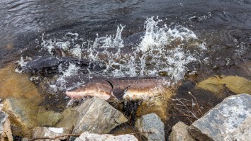 This 10.5-Foot Fish Caught In Canada Makes It Easy To Understand Why People Believed In Water Dragons
