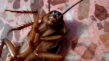 Man Sues Hotel Claiming Cockroach Crawled Into His Ear While Asleep, Causing ‘Painful And Permanent Injuries’