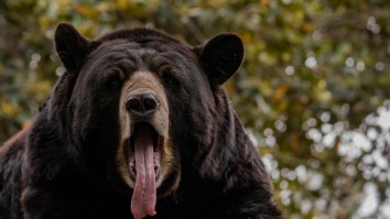 Big Black Bears Wrestling On A Trampoline Are Having The Best Day Of Their Lives