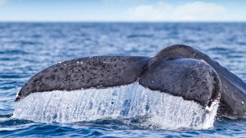 Tour Boat Hits Whale, Catches Huge Air, And Sends Tourists Flying Like Peter Pan (Video)
