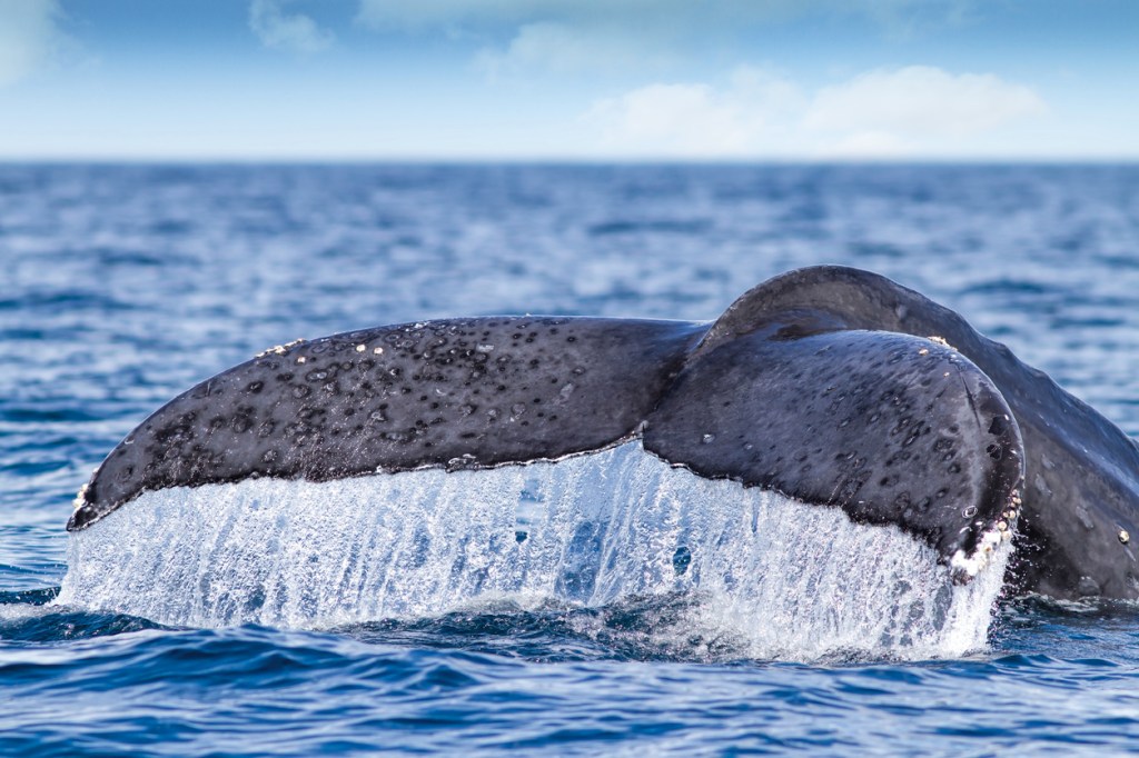 Tour Boat Hits Whale, Catches Huge Air, And Sends A Tourist Flying Like Peter Pan (Video)
