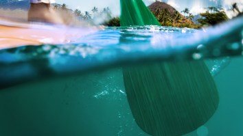 Paddleboarder Caught Between A Tiger Shark And Sea Turtle Gets Knocked In The Water When Shark Bites His Board
