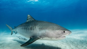 Tiger Shark Swallows Waterproof Camera And Shows What It’s Like To Be Eaten (Video)