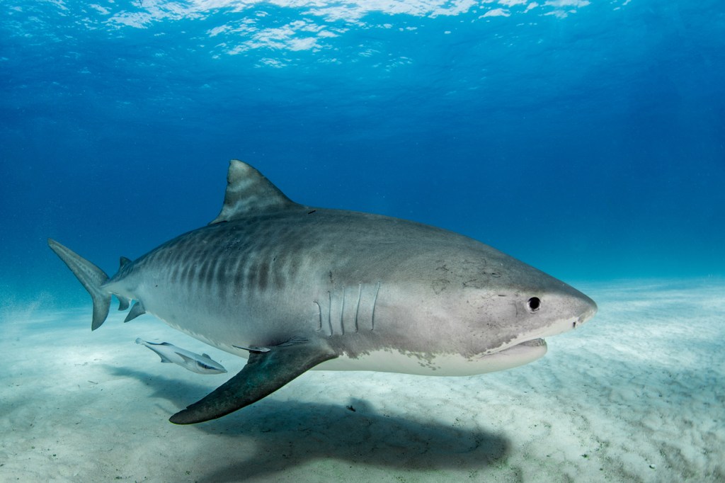 Tiger Shark Swallows Waterproof Camera And Shows What It's Like To Be Eaten (Video)