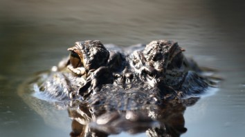 Florida Cops Remove ‘Gary The Gator’ From Elementary School But The Alligator Didn’t Go Quietly (Video)