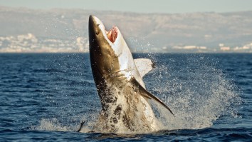 1,000-Pound Great White Shark Known As ‘Ironbound’ Spotted Near Where The Legend Of ‘Jaws’ Began