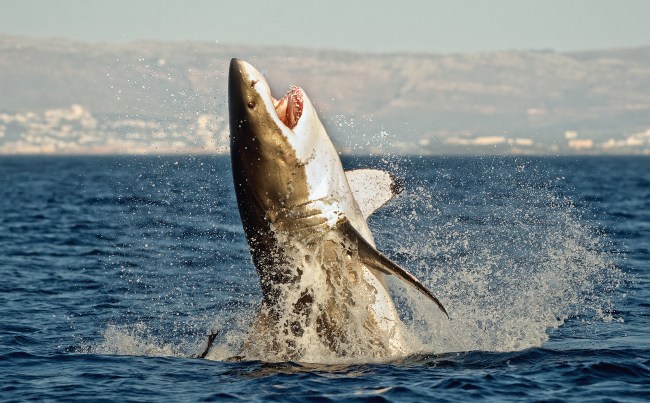 Great white shark named Ironbound weighing around 1,000 pounds tagged around New Jersey, where the movie Jaws was based on.