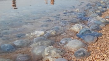 Italian Port City Mobbed By Jellyfish Who Have Invaded The Sea And Overtaken The Harbor