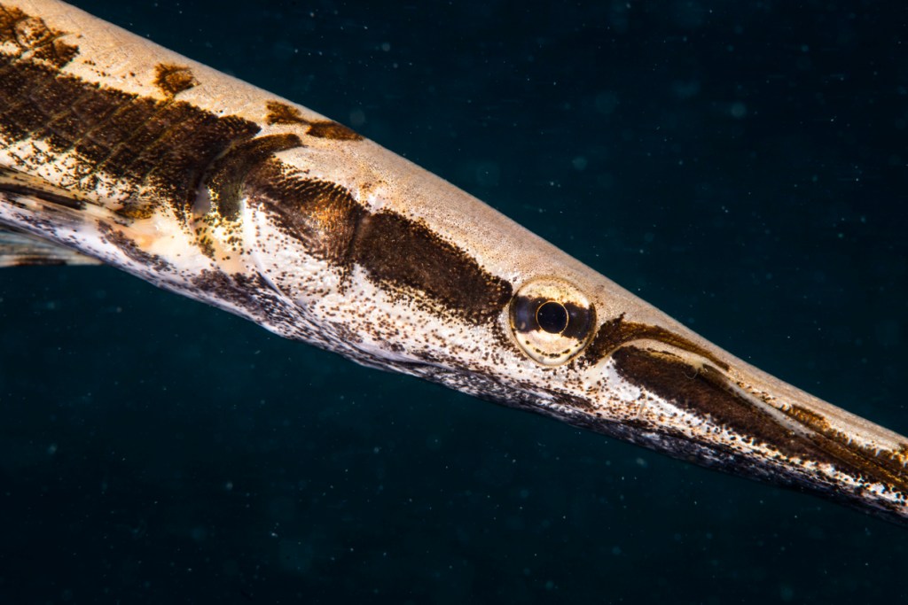 Texas Teen Catches Potential State Record Longnose Gar But Releases It So It Can Keep Growing