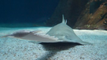 Man Catches Two Endangered Dinosaur-Like Sawfish In Florida On One Fishing Trip
