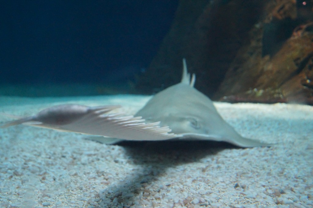 Man Catches Two Endangered Dinosaur-Like Sawfish In Florida On One Fishing Trip