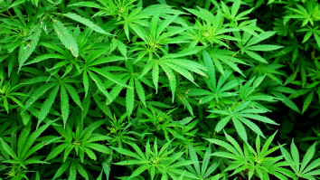 Father, Son Team Who Made $13 Million In Illegal Weed Sales, Then Laundered It Using Bitcoin, Sentenced To Prison