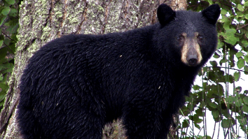 Watch A Housecat Walk Down A Black Bear And Scare It Out Of The Homeowner’s Driveway