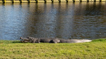 Florida Golfer Films Feisty Alligator Walking Away With His Golf Ball In Its Mouth