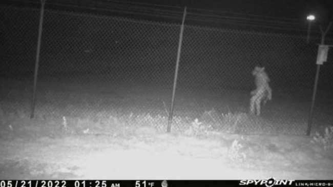 Twitter reactions to object seen near Amarillo Zoo in Texas.