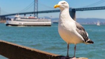 San Franciscans Are Convinced Fish Are Raining From The Sky But Experts Have Another Explanation