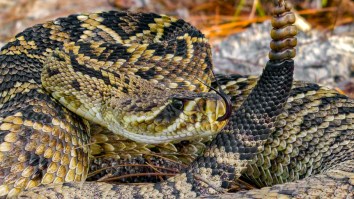 Tense Rattlesnake TikTok Shows Why You Should Always Call A Professional Before Removing One Yourself
