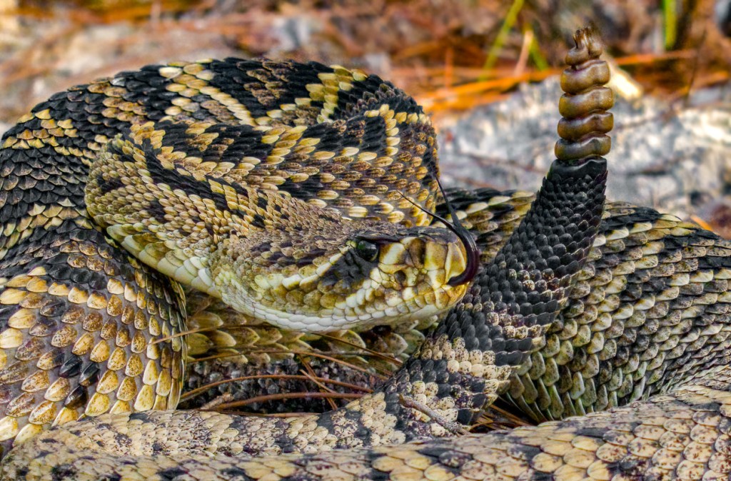 Rattlesnake Bite Victim Handed A Hospital Bill So Massive It Seems Like A Joke (It Wasn't)