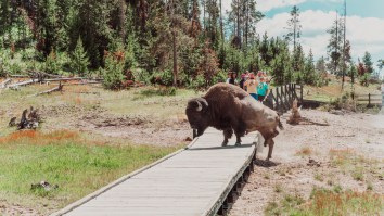 Brutal Footage Shows Yellowstone Tourist Being Gored By Bison In Second Attack In A Month