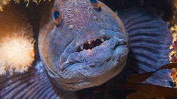 Lobster Fisherman Hauls In A Rare Sea Monster That Tries To Bite His Hand Off