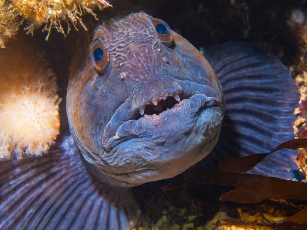 Lobster Fisherman Hauls In A Rare Sea Monster That Tries To Bite His Hand Off