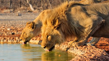 Pack Of Hunting Lions Fight A Crocodile Walking Out Of Water In A Wild Encounter
