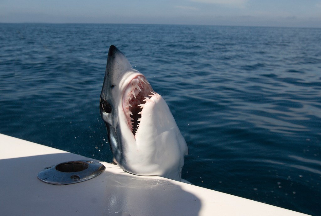 Guy Slaps 12ft Mako Shark On The Head While Playing Tug-Of-War