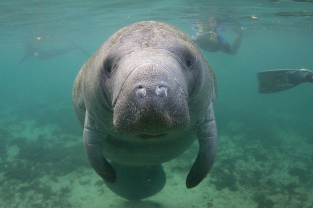Manatee Steals Kids Surfboard And Shows Him Who's The Boss