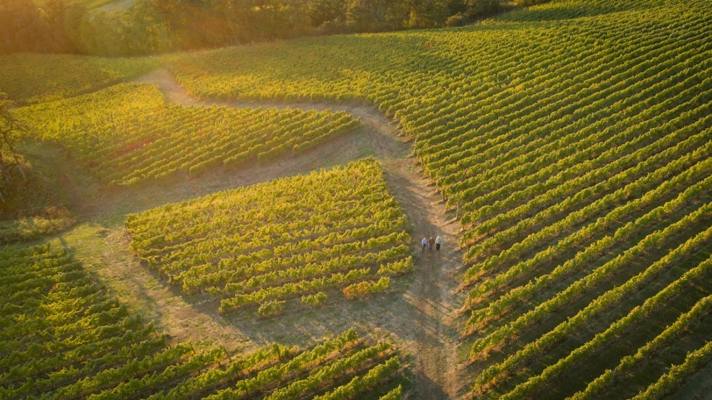 Resonance Vineyard Wines