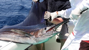 Woman Stabbed In Groin By 100-Pound Sailfish That Leapt Into The Boat Causing Mayhem