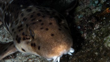 First-Ever Footage Of A Shark Walking On Dry Land Is Pure Nightmare Fuel
