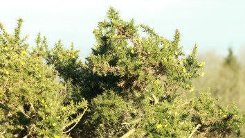 Here’s Why The Razor-Sharp Bushes Are More Dangerous Than The Bunkers At St. Andrews