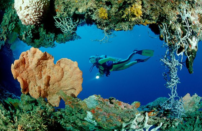 Scuba diver discovers new species of jellyfish or a rare species Chirodectes maculatus in Papua New Guinea. I