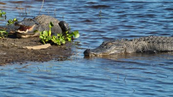 Manatee Filmed Swimming Behind A Massive Alligator Down A River Like A Racer Drafting The Leader
